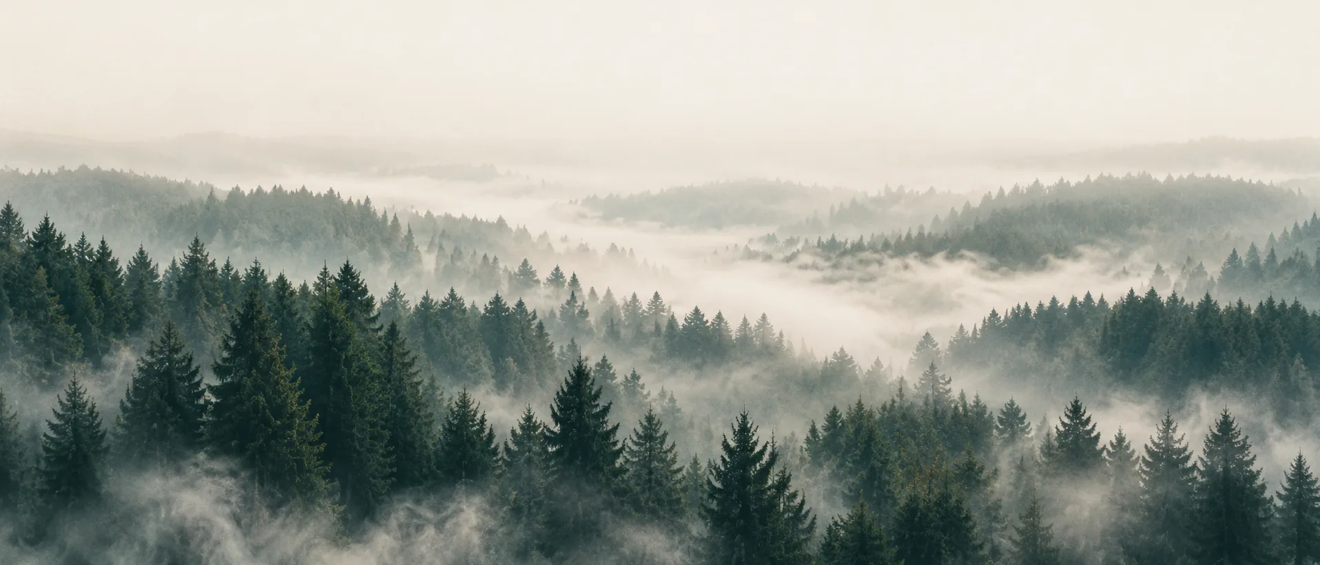 Weites Tannental im Nebel, Blick über die Wipfel, Sinnbild für zwei Wege: Unternehmen und innere Führung